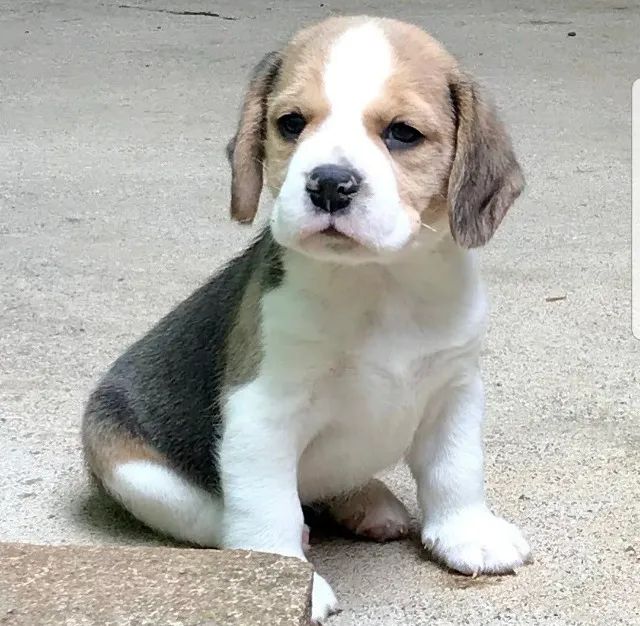 Beagle  - Foto 2