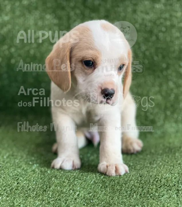 Beagle, filhotes com parcelamento em até 12x sem juros!!