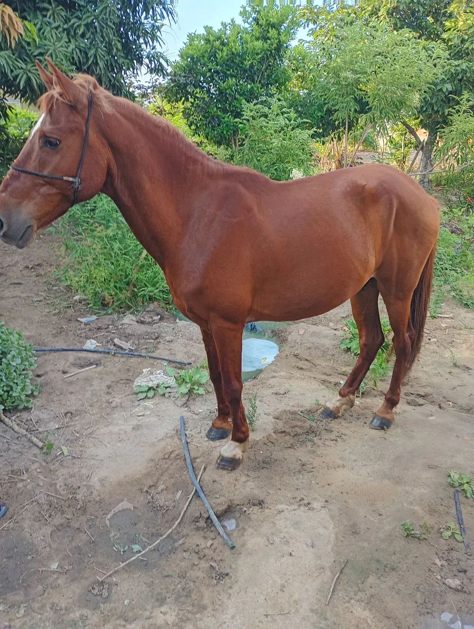 Cavalo manço e dócil. Já castrado interessado chamar no WhatsApp *57 - Foto 2
