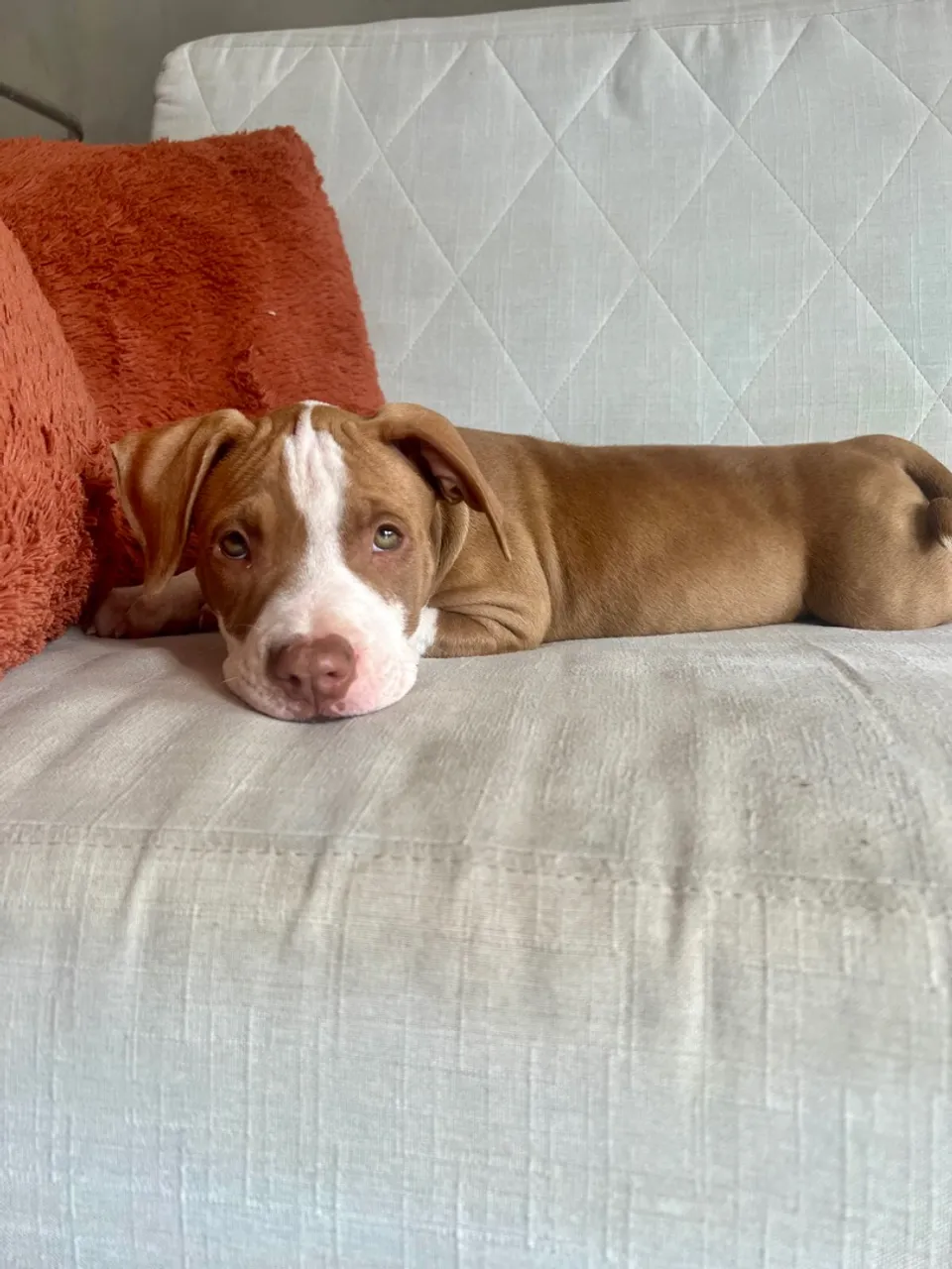 Filhote de Pitbull adorável para adoção