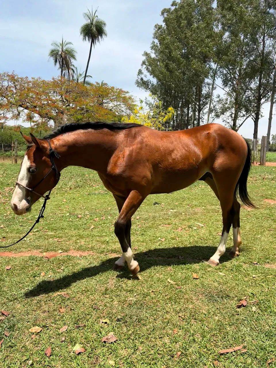 Quarto de Milha Puro - Foto 2