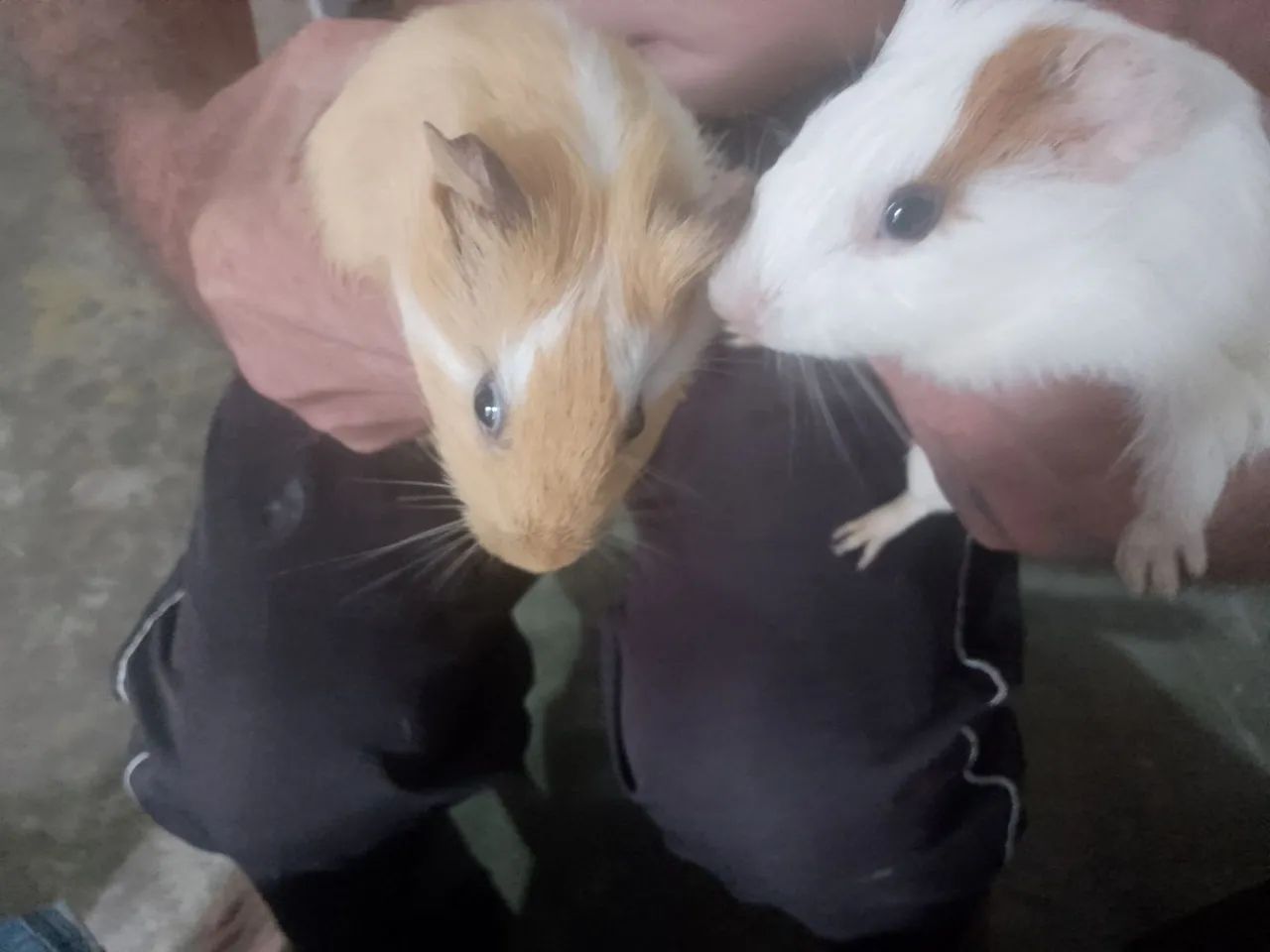 CASAL DE LINDOS PORQUINHOS DA INDIA - Foto 2