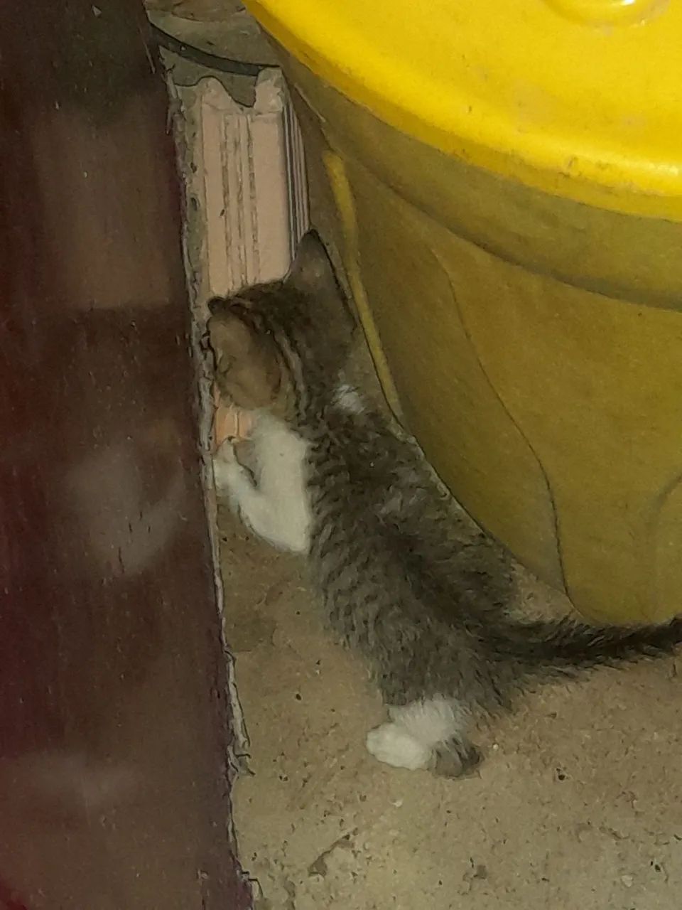 Gatinho cinza e branco para adoção - Foto 5