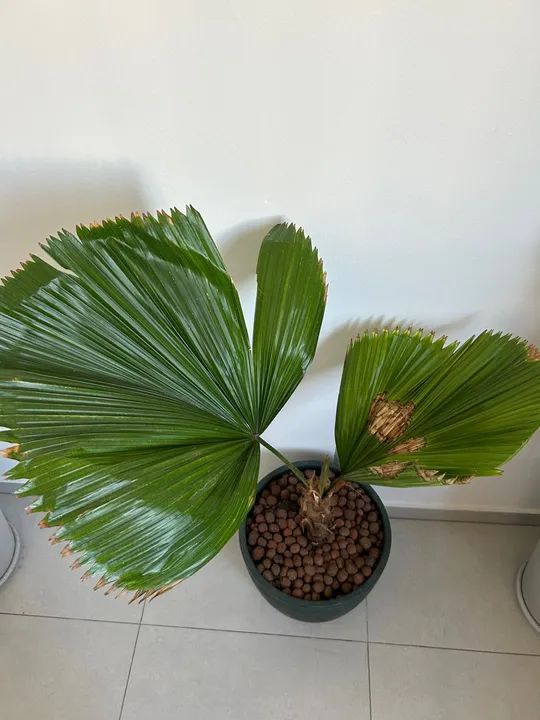 Palmeira natural Chamaedorea Elegans