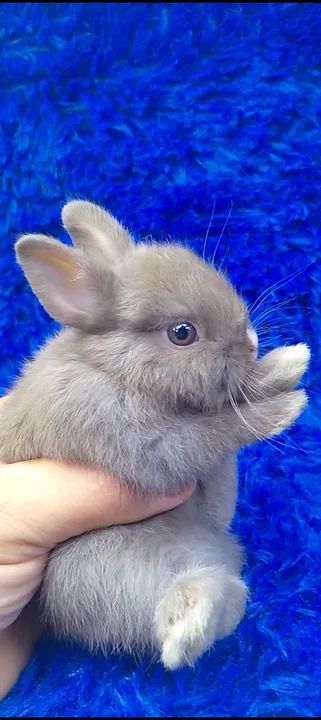 Seu pet aqui (ZAP na descrição) aceitamos cartão 