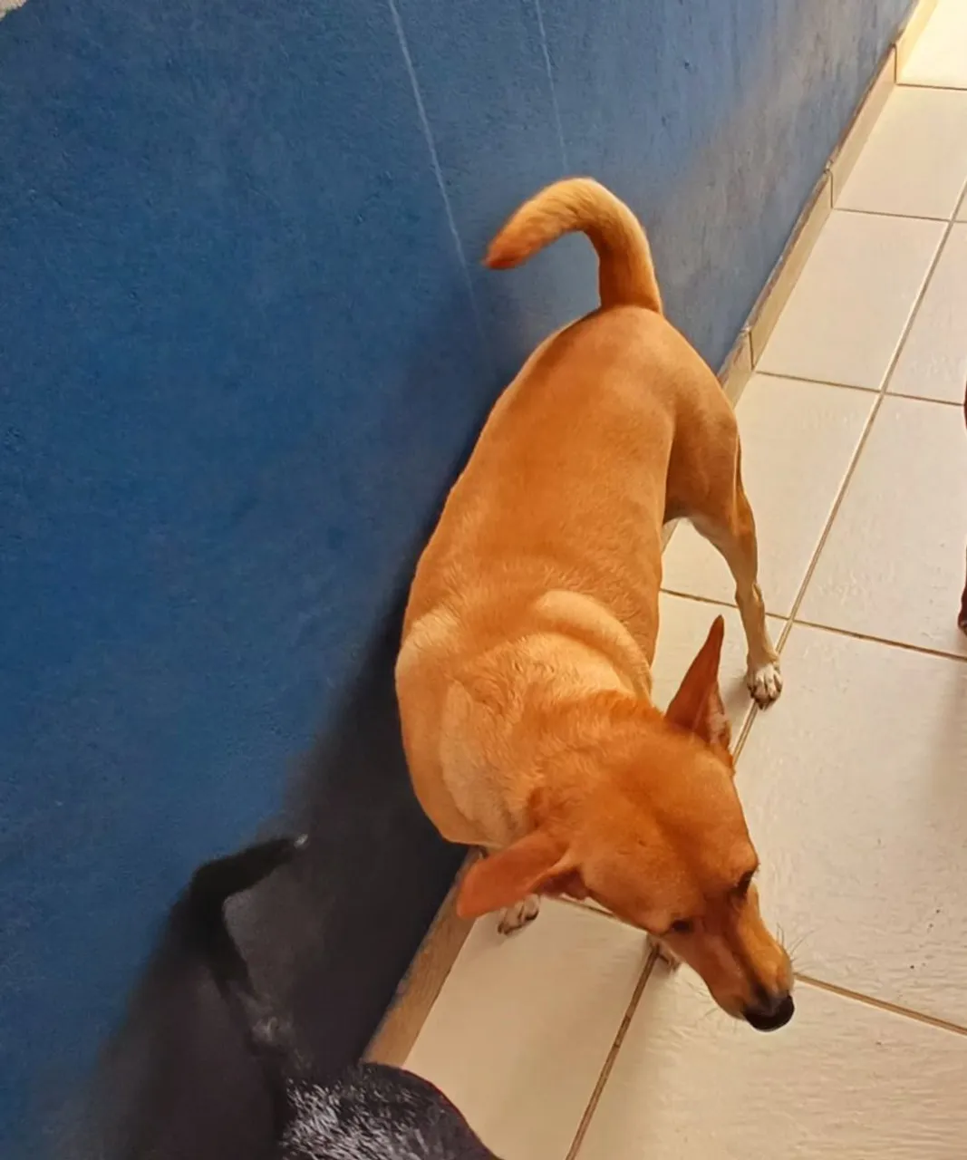 Doa-se uma cadela braba para sítio 