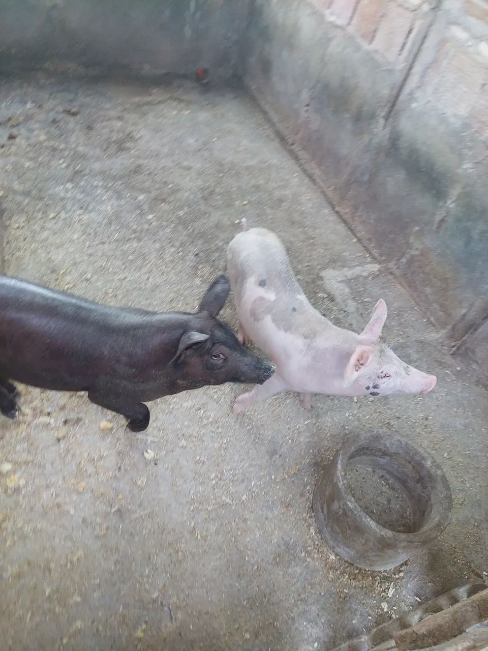 Casal de bacorote a venda