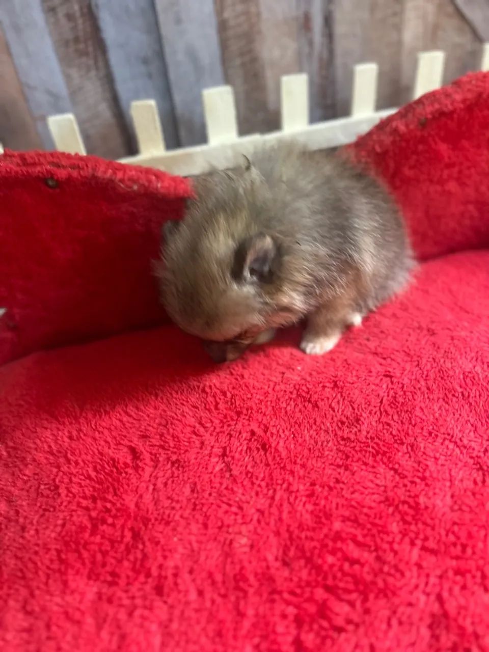 Spitz alemao fêmea - Foto 4