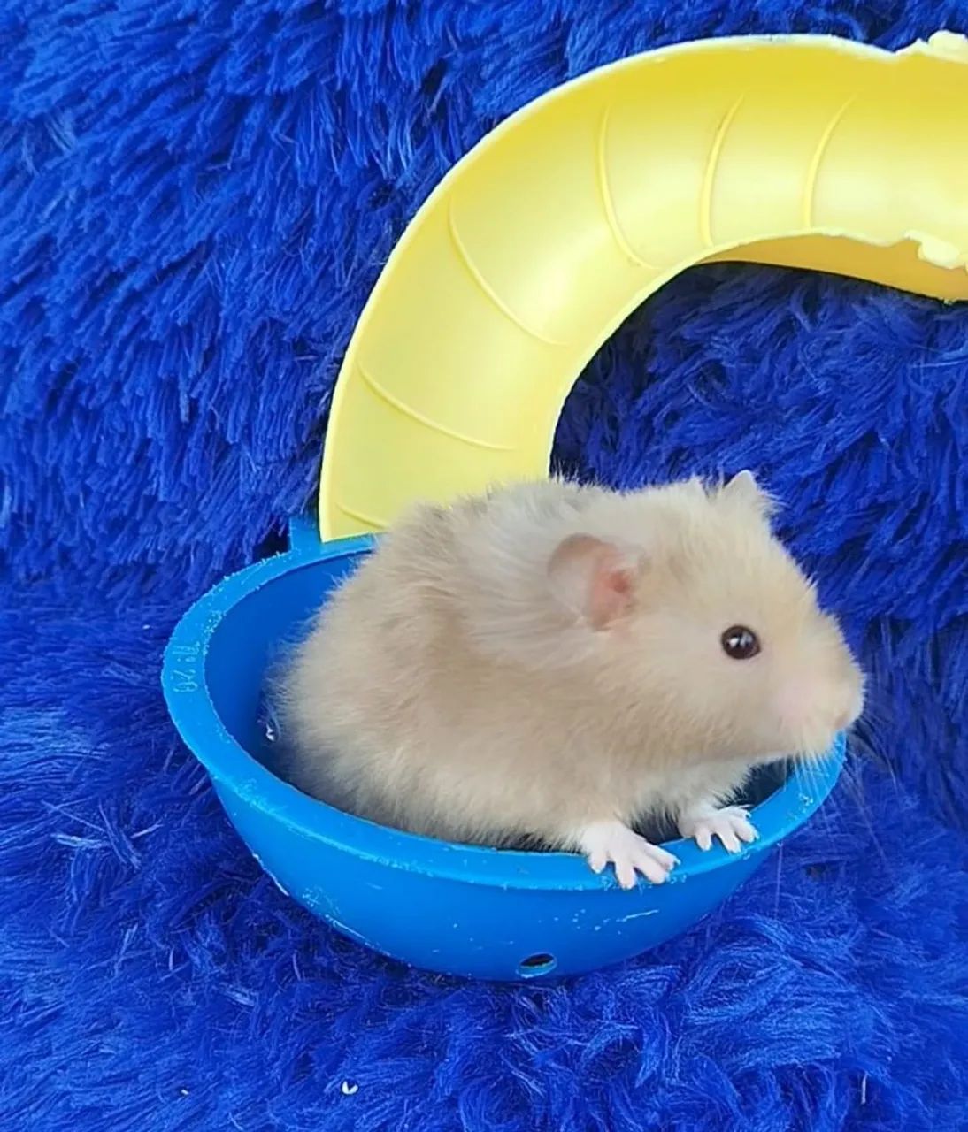 Varias cores de Hamster sírio (ZAP na descrição  - Foto 6