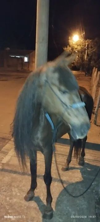 Égua mangalarga larga