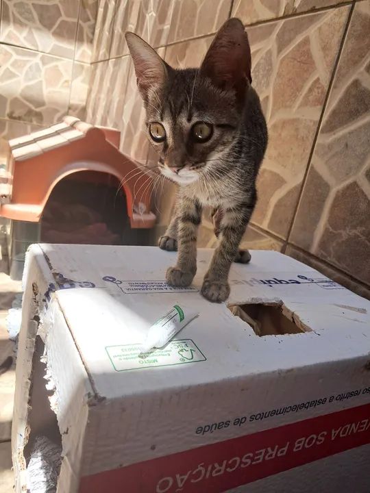 Gatinho dócil e carinhoso para adoção