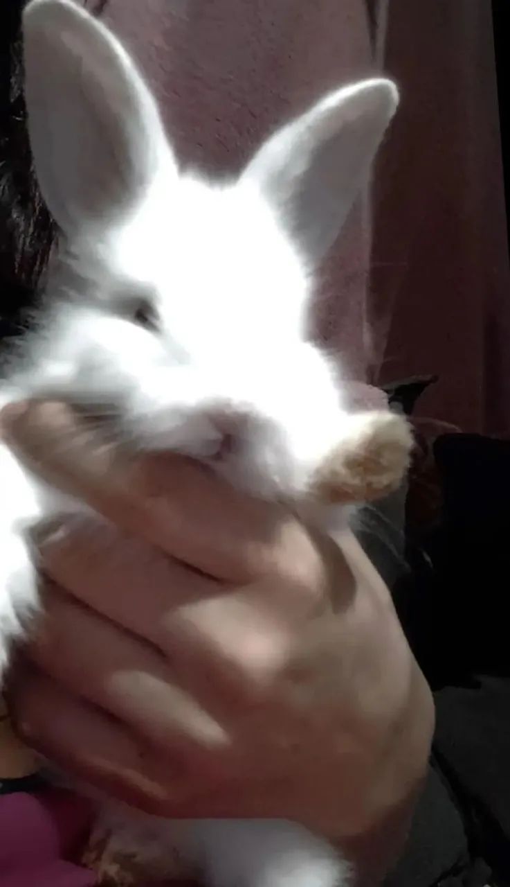 Coelhinha pra venda! - Foto 3