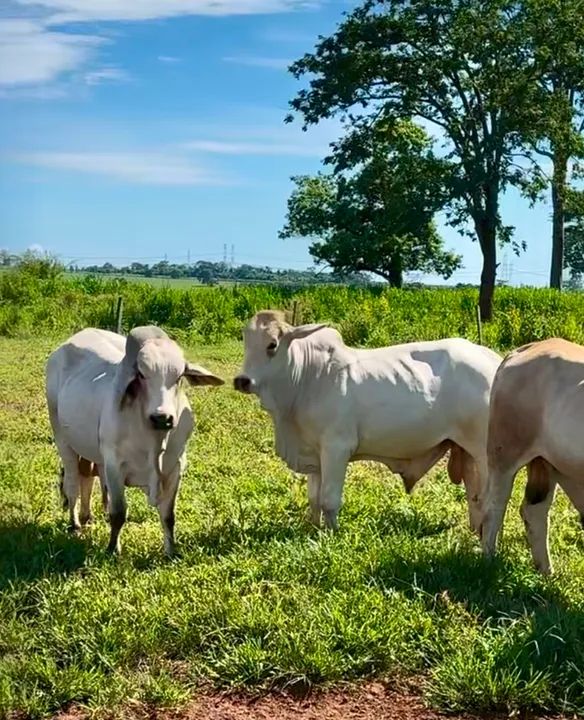 Touros Brahman  - Foto 3