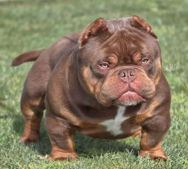 American Bully com Excelente Estrutura e Temperamento - Converse via WhatsApp