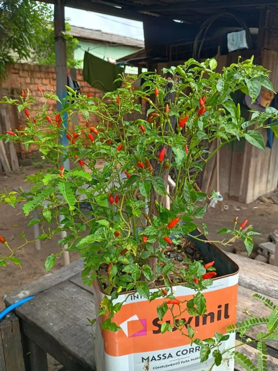 Vendo pe de pimenta malagueta, pé carregado  - Foto 4