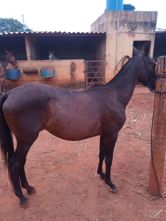 Vende-se uma potra  - Foto 3