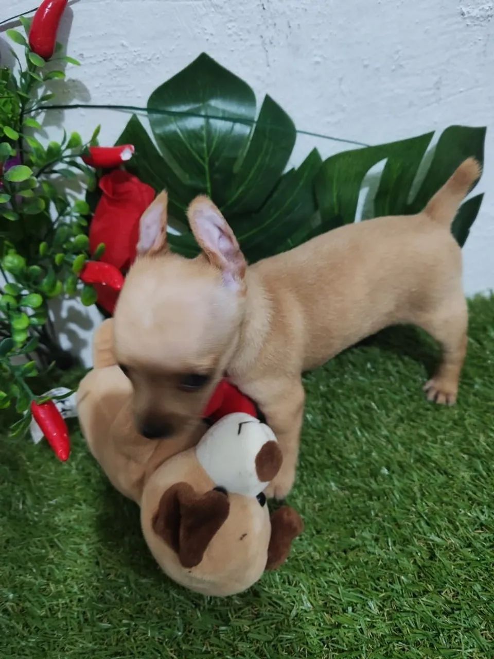 Pinscher  - Foto 2