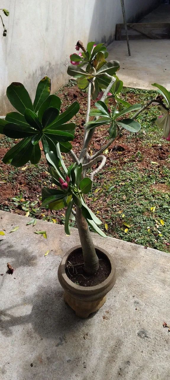 Rosa do deserto - Foto 3
