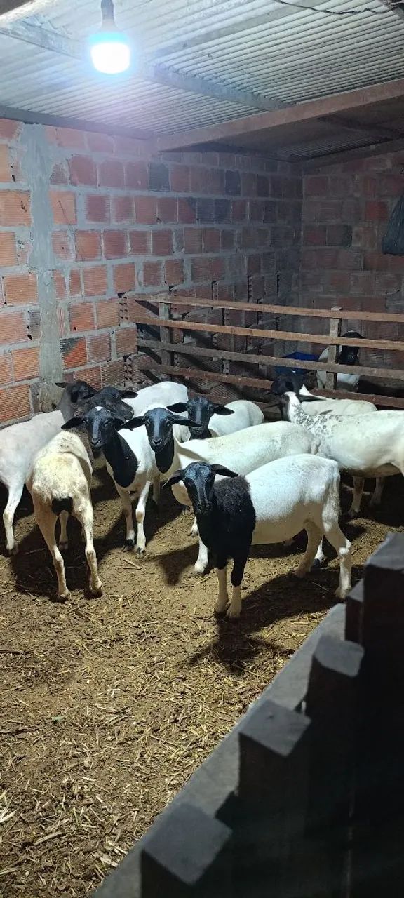 Borregas mestiça de dorp disponível 