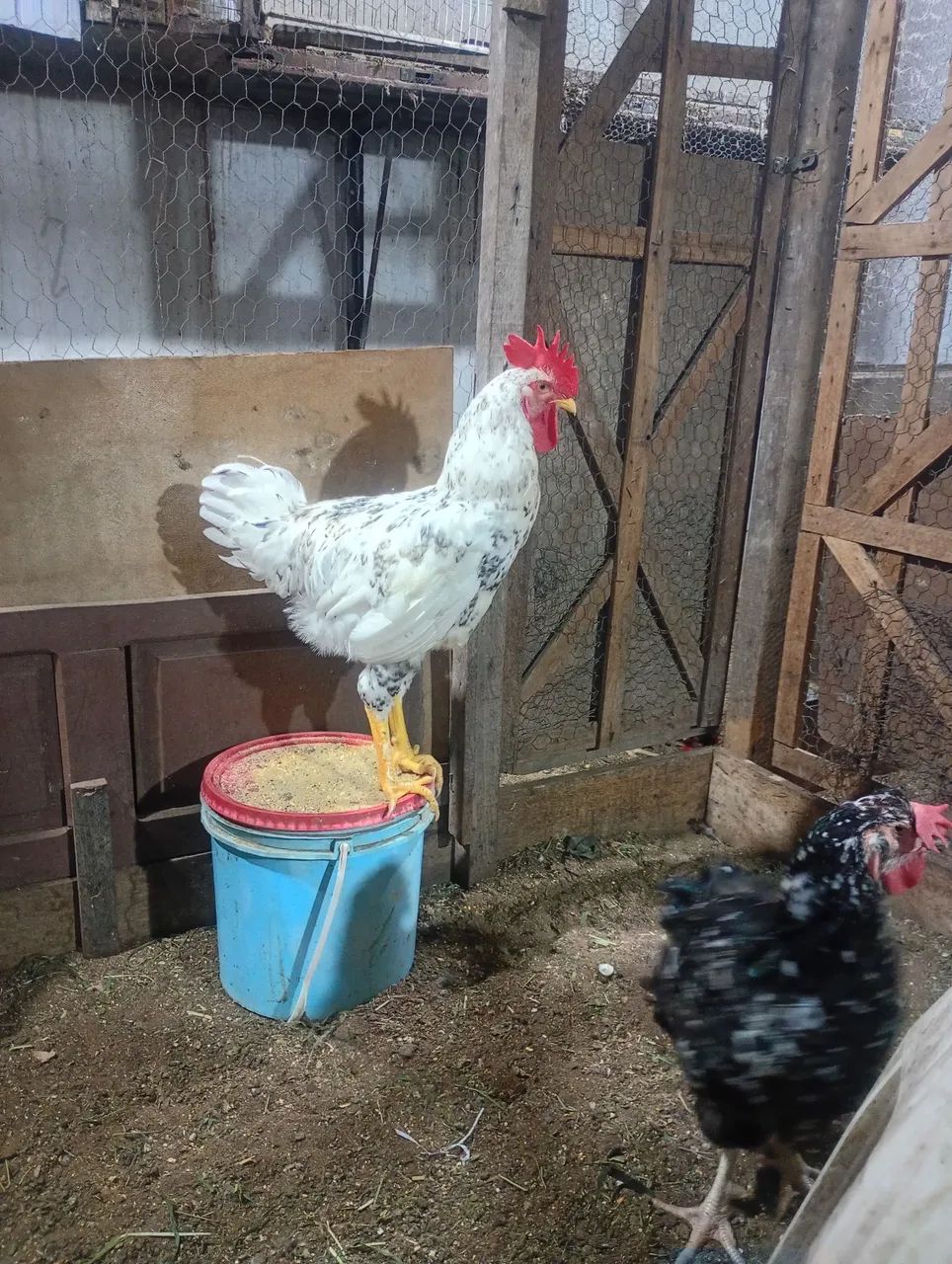 Pintinhos e frangos gsb balão disponível  - Foto 5