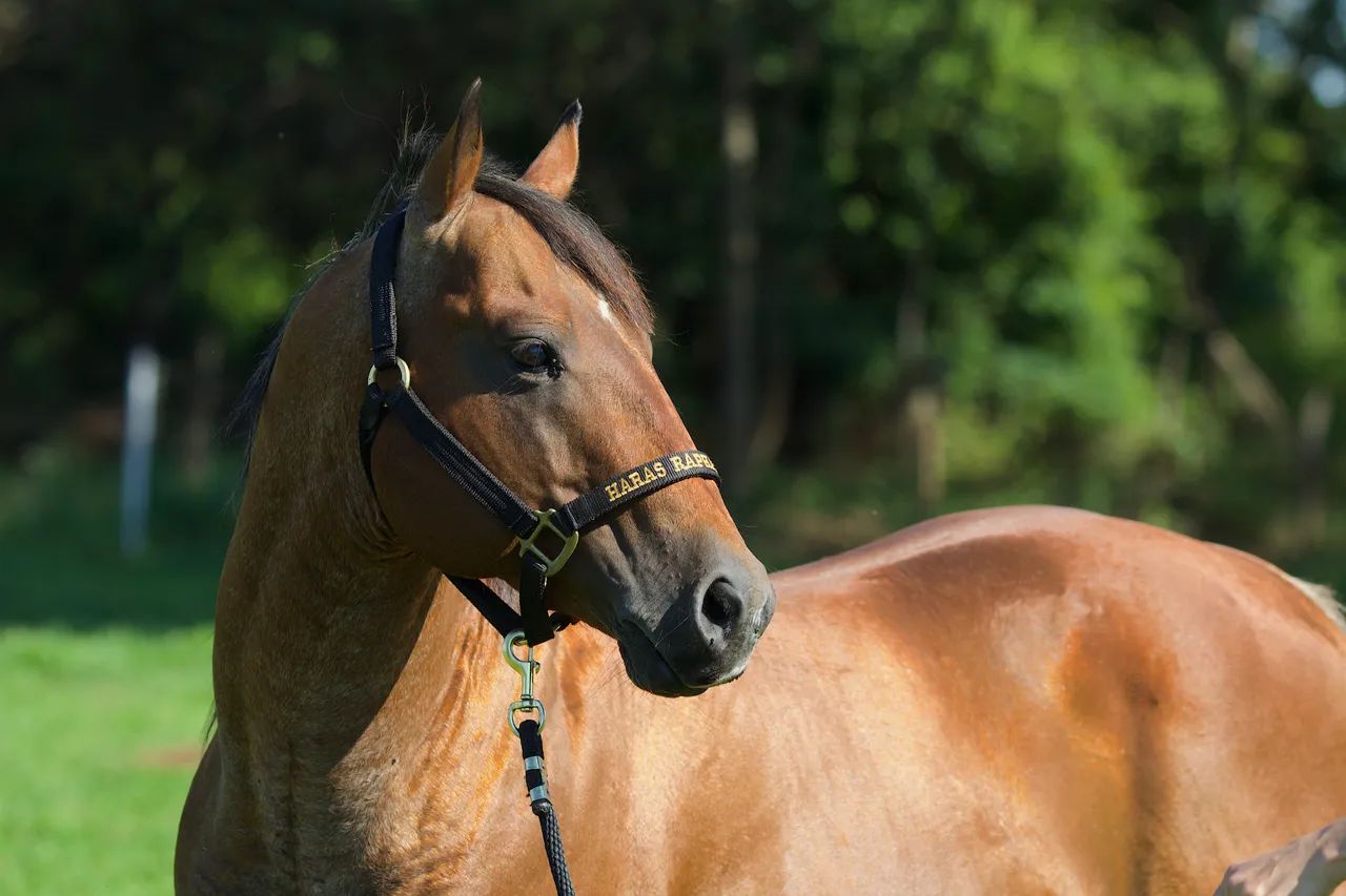 Cavalo garanhão quarto de milha registrado - Foto 4