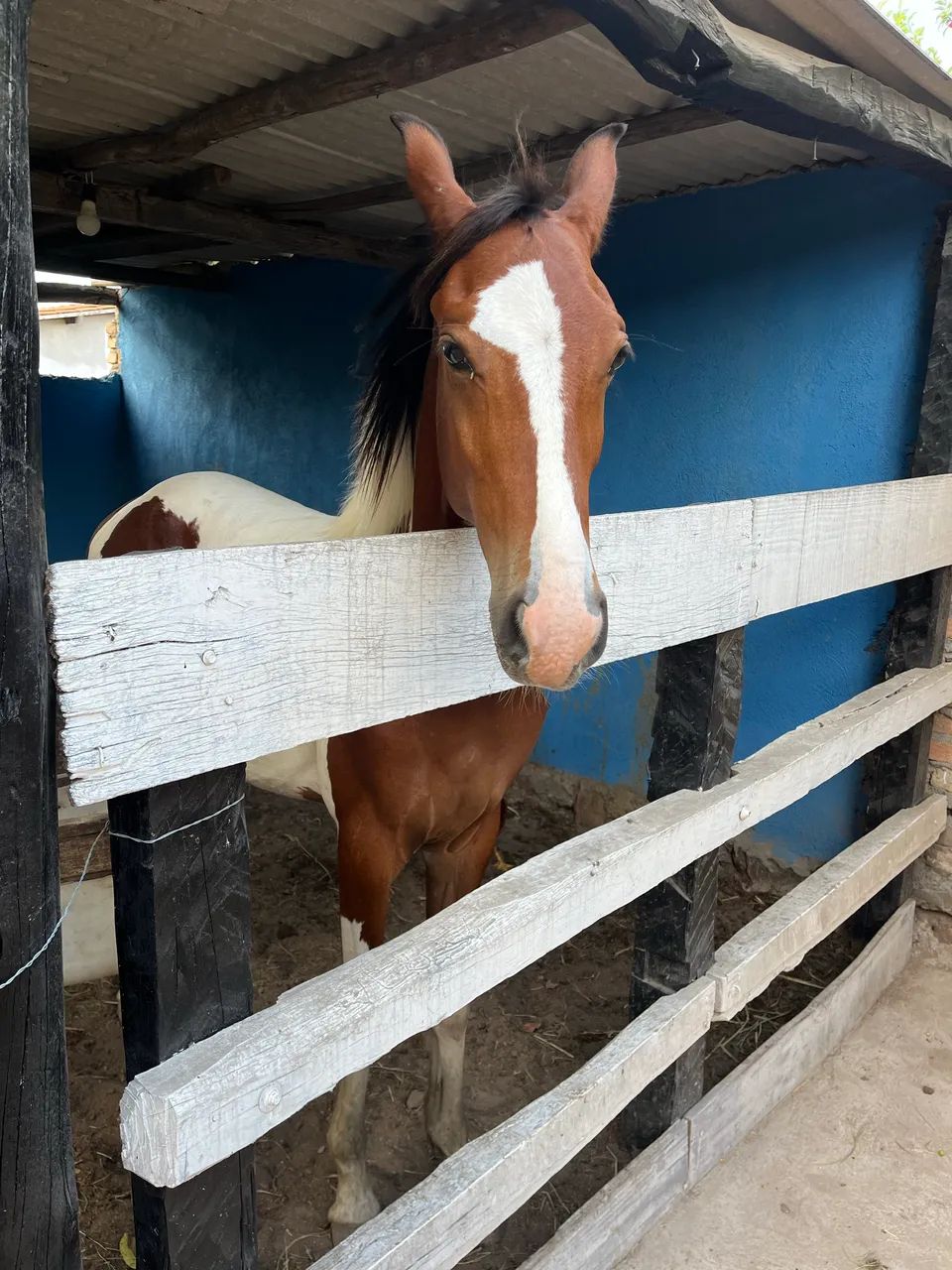 Potro Mangalarga 1 ano e 1 mês  - Foto 2