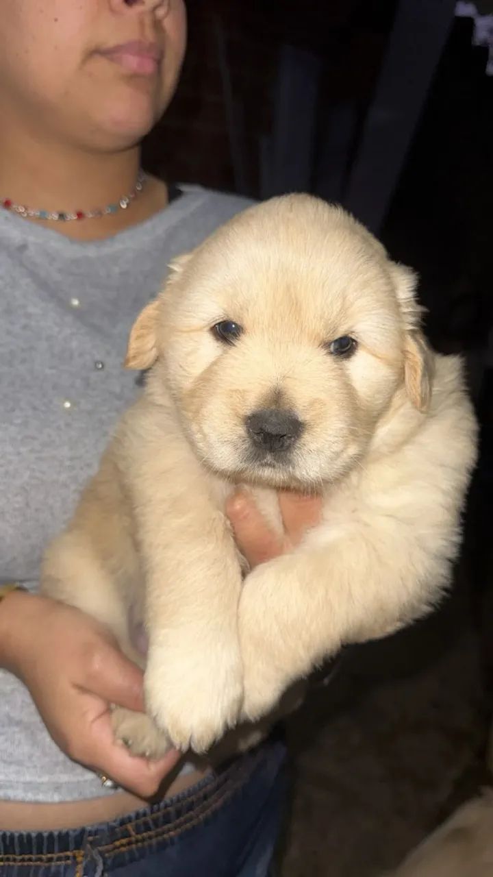 Cachorro Golden Retriever  - Foto 4