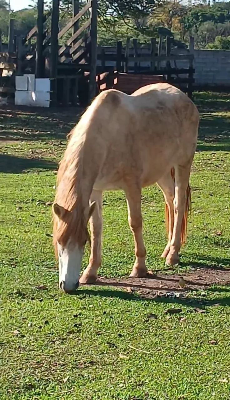 Vende se egua  - Foto 4