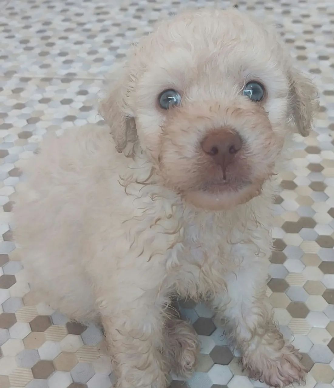 Poodle 