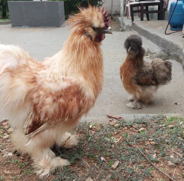 Casal de Galinha e Galo da raça Sedosa do Japão Silkie Vacinados e Vermifugados - Foto 2