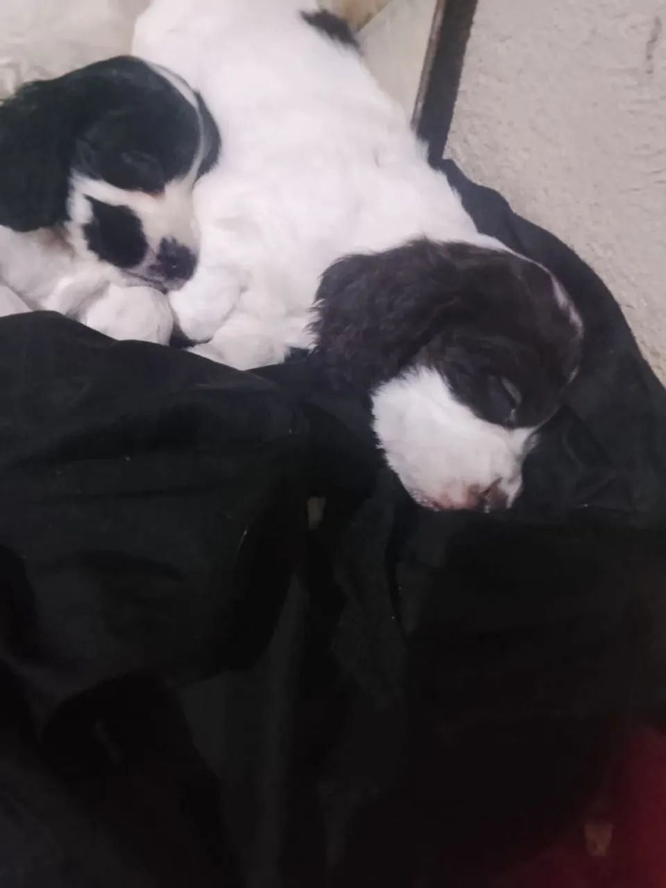 Cachorro Cocker filhotes  - Foto 3