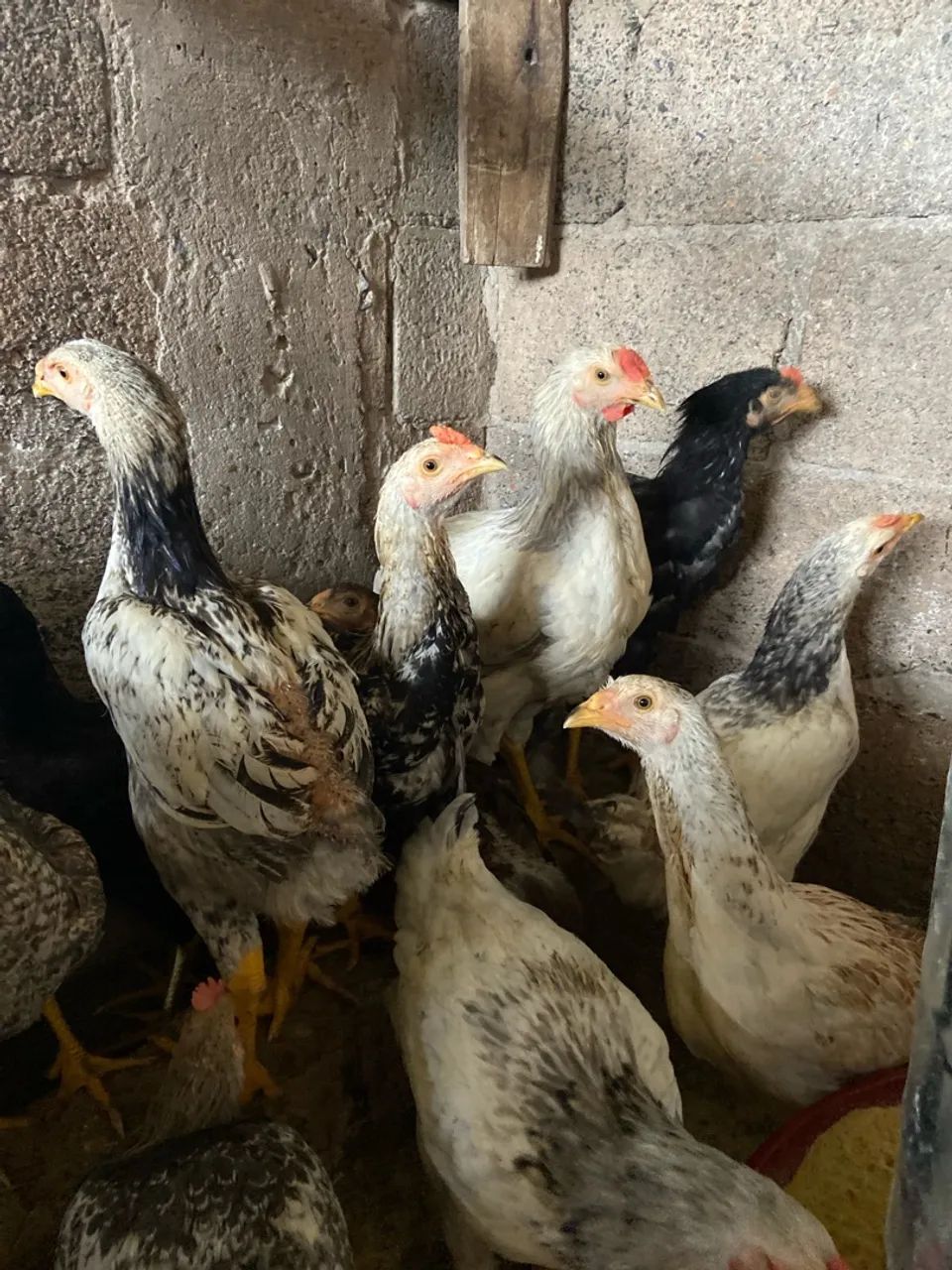 Frango e frangas caipira 