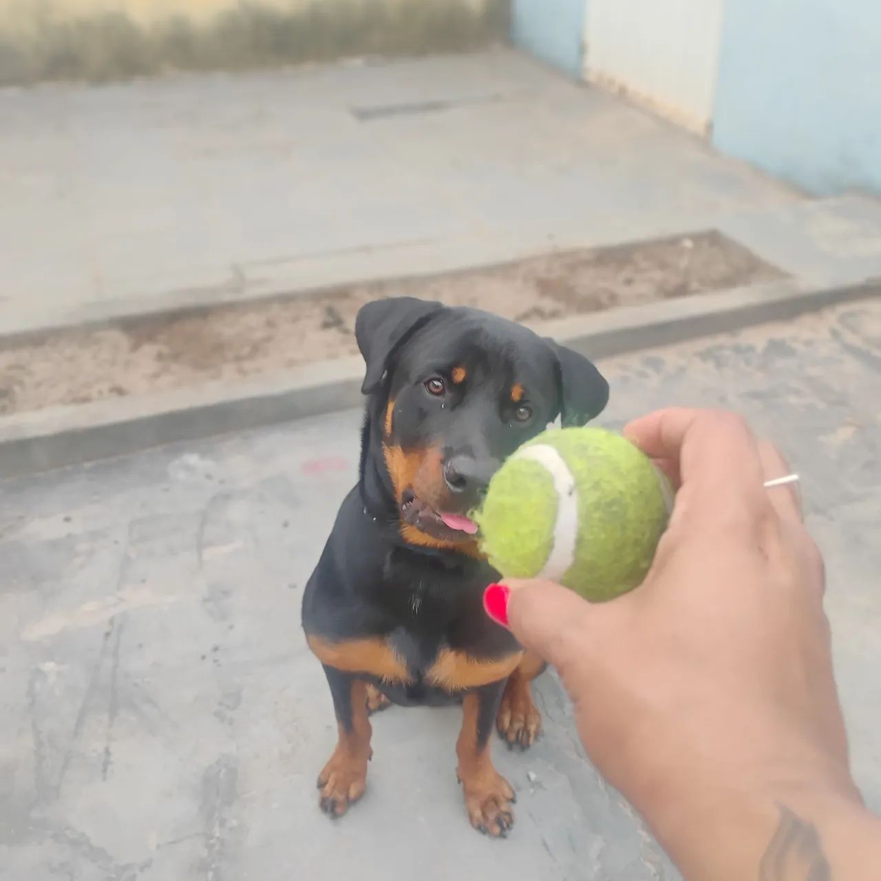 Doação Responsável  - Foto 5