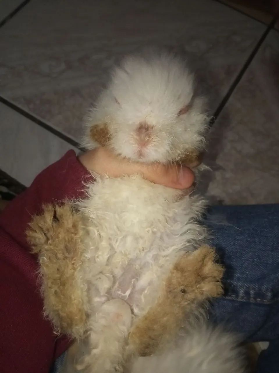 Vendo coelhos raças Teddy e Lion head - Foto 3
