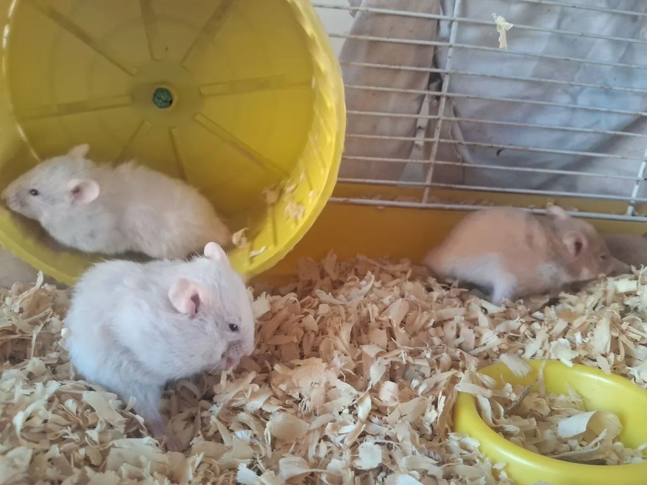 Hamste 