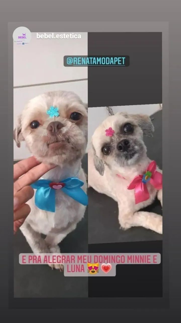 Laço de pescoço , laçarote para pet , cachorro , banho e tosa , pêlo curto - Foto 2
