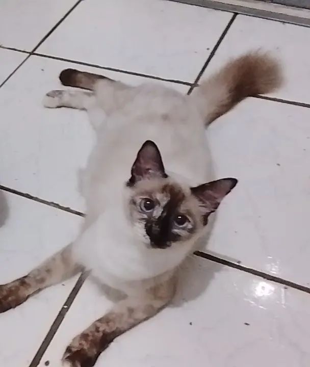 Me adota? A espera de carinho         