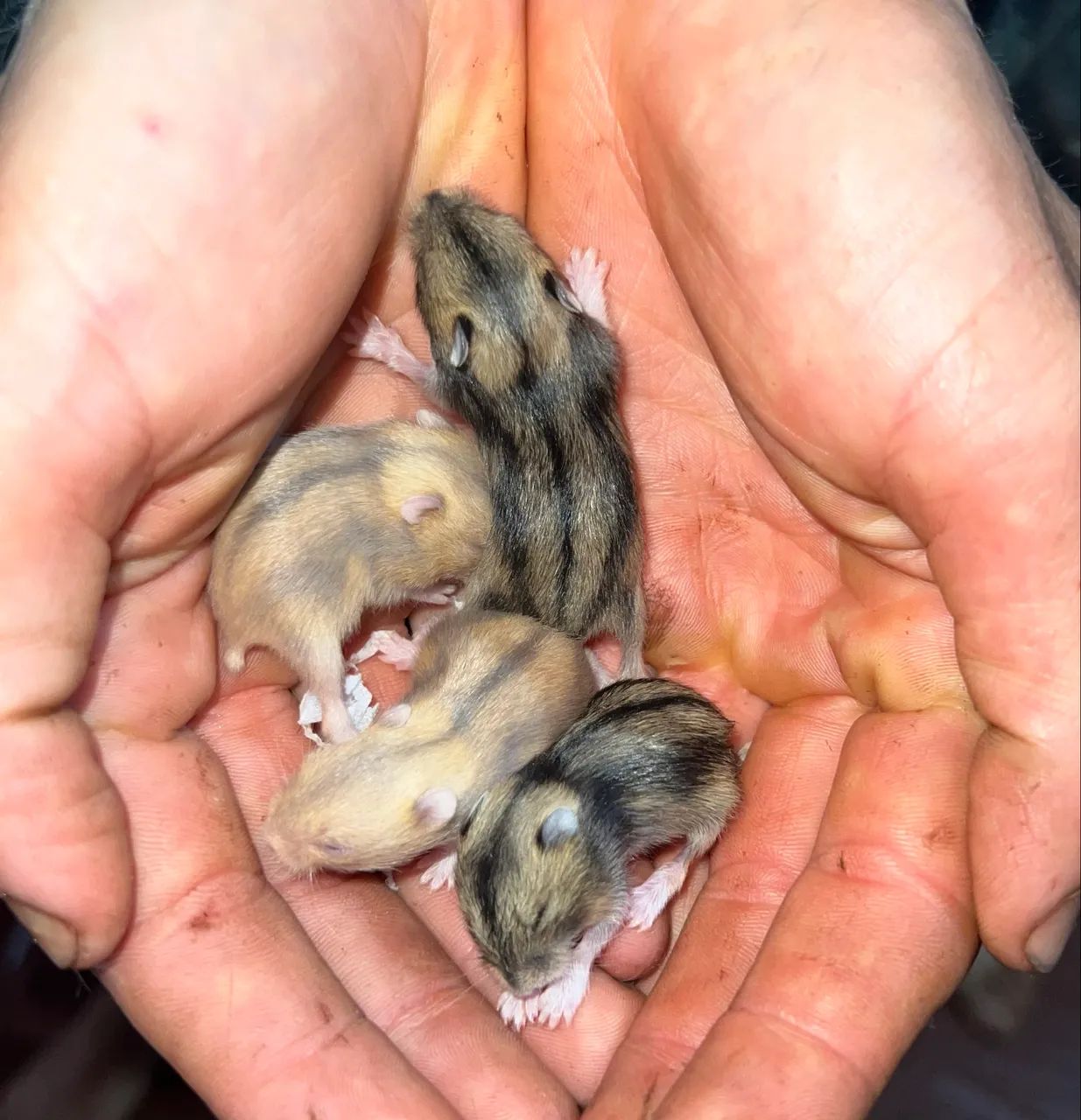 Hamster anao russo - Foto 2