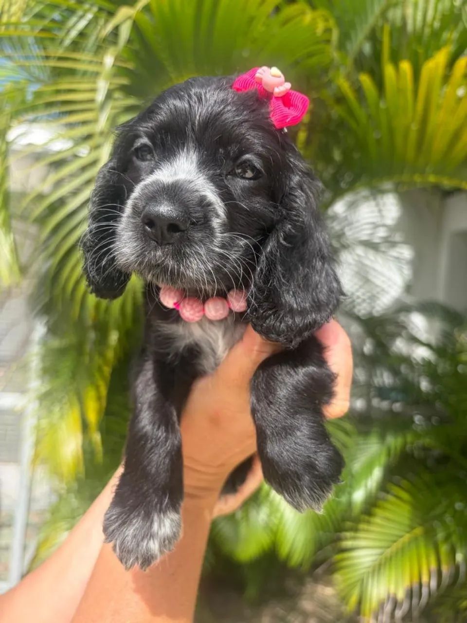 FEMEA COCKER SPANIEL INGLÊS DISPONÍVEL PRONTA ENTREGA - Foto 3