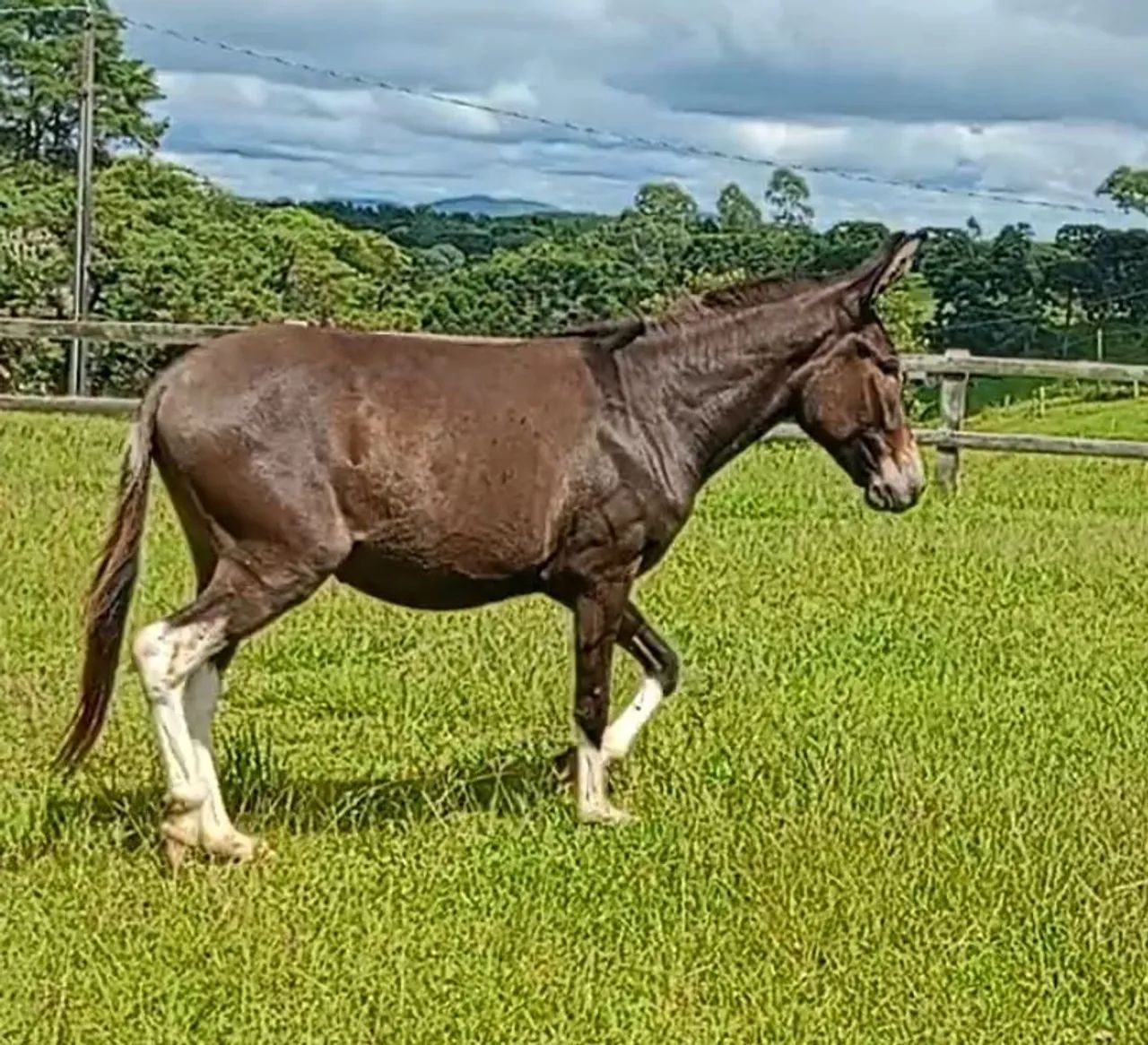 Mula e Burro Marcha Picada - Foto 6