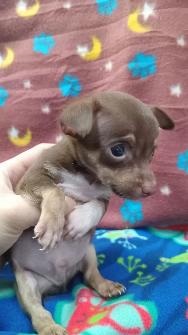 PINSCHER  - Foto 3