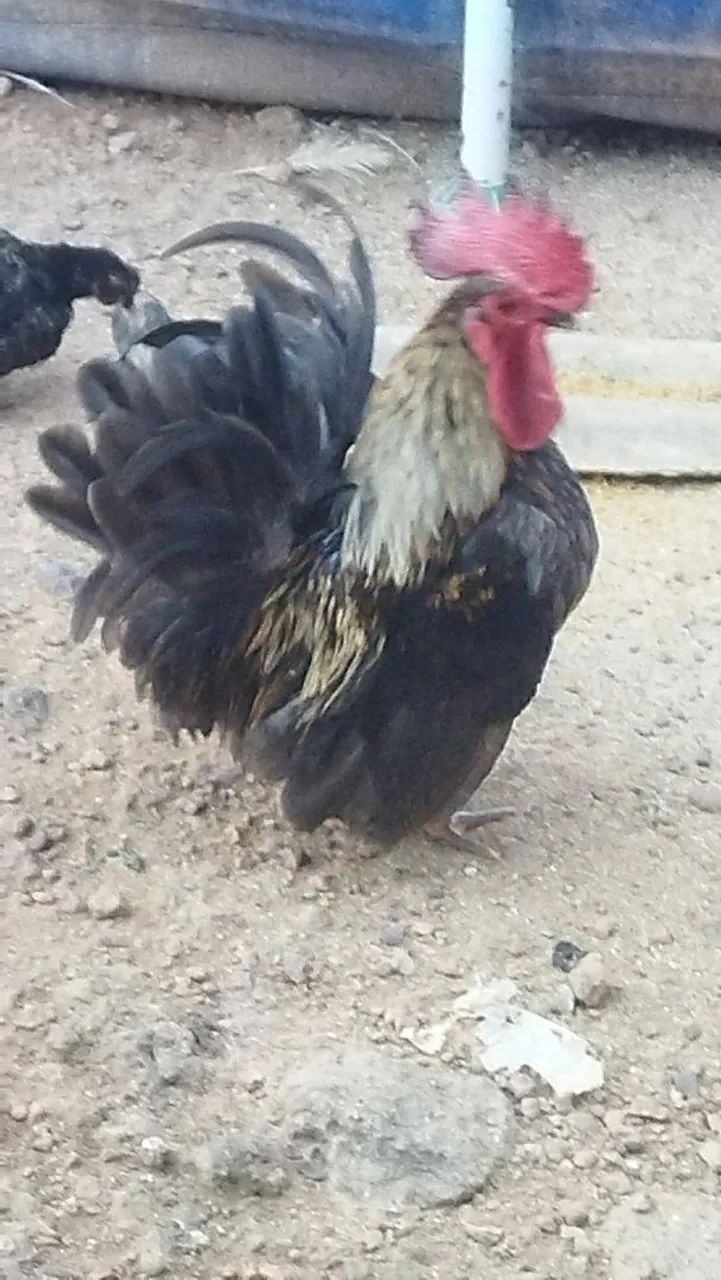 Frango Nagasaki 