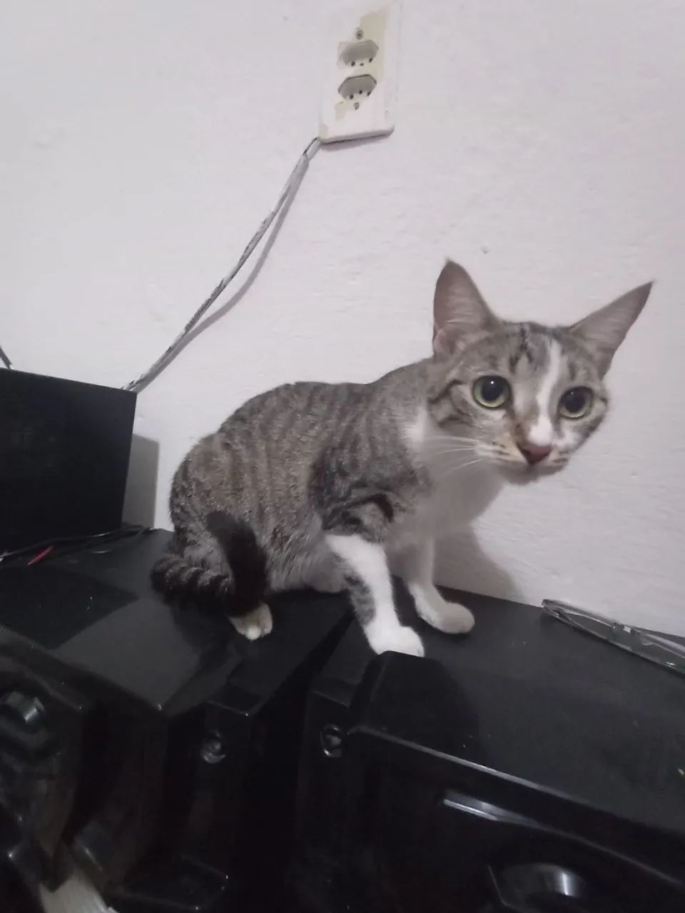 Adoção Responsável  - Foto 2