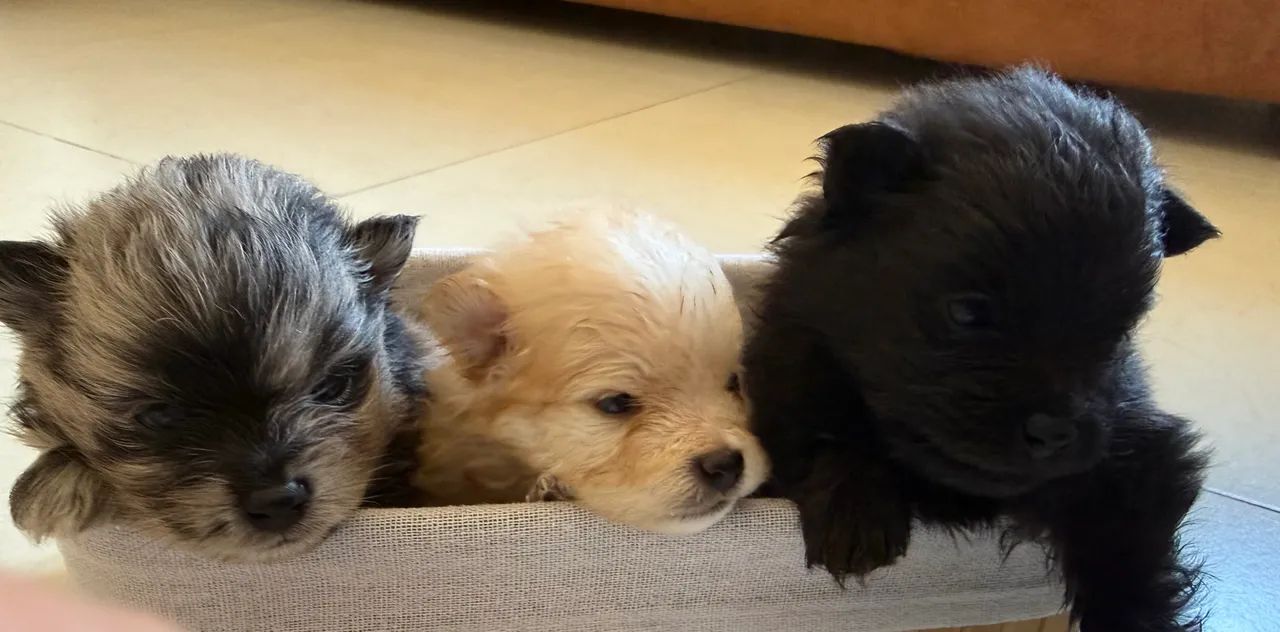Spitz Alemão Anão - Foto 3