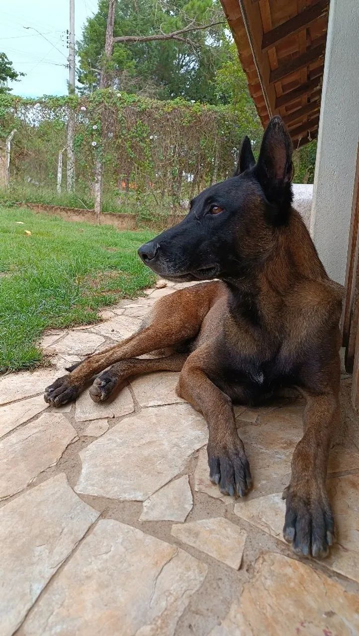 Cães raça belga malinois 