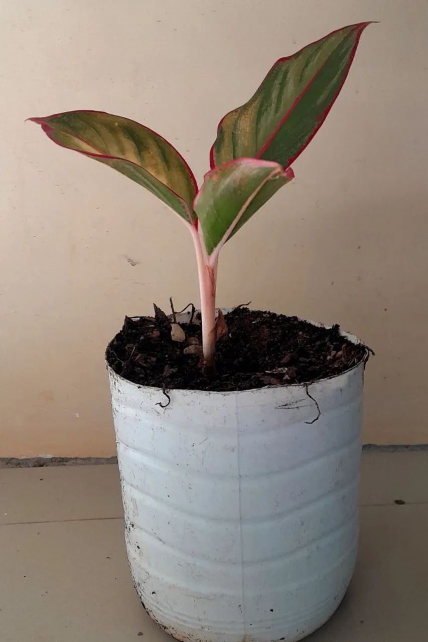 Planta Aglaonema Red  - Foto 2