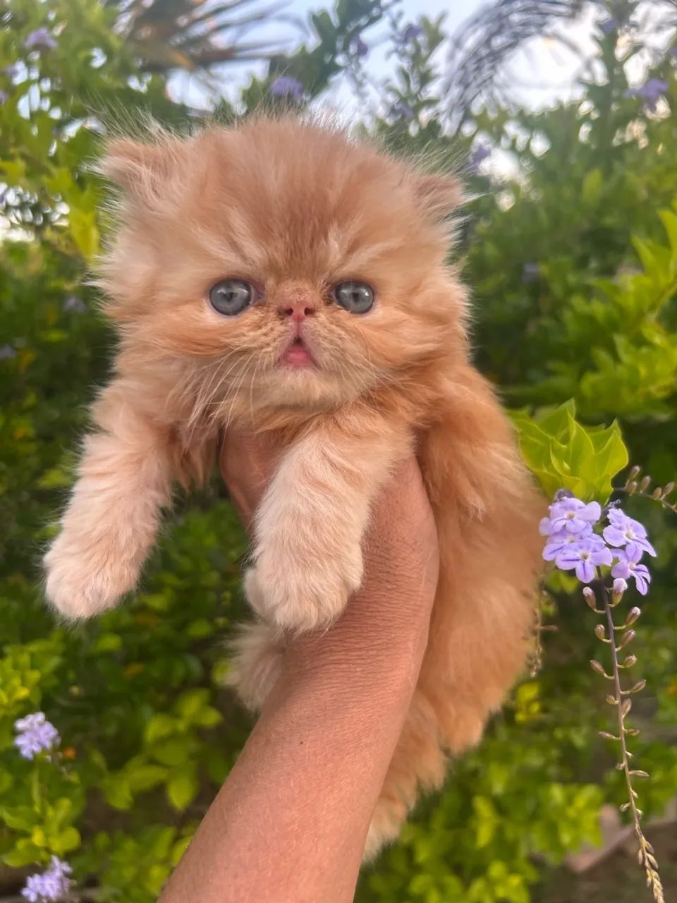 Gato persa - Foto 2