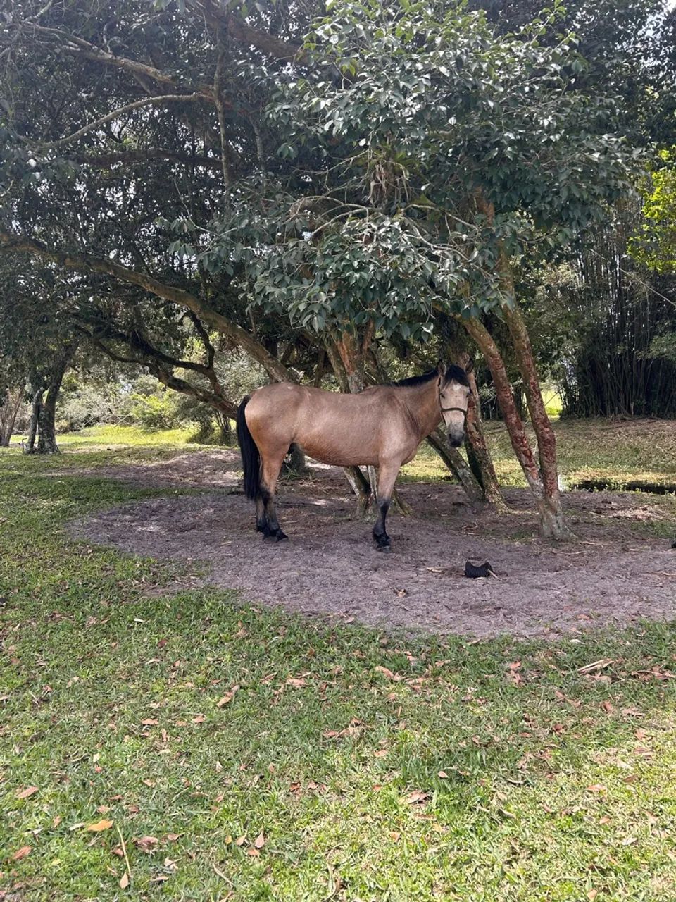 Cavalo baio  - Foto 5