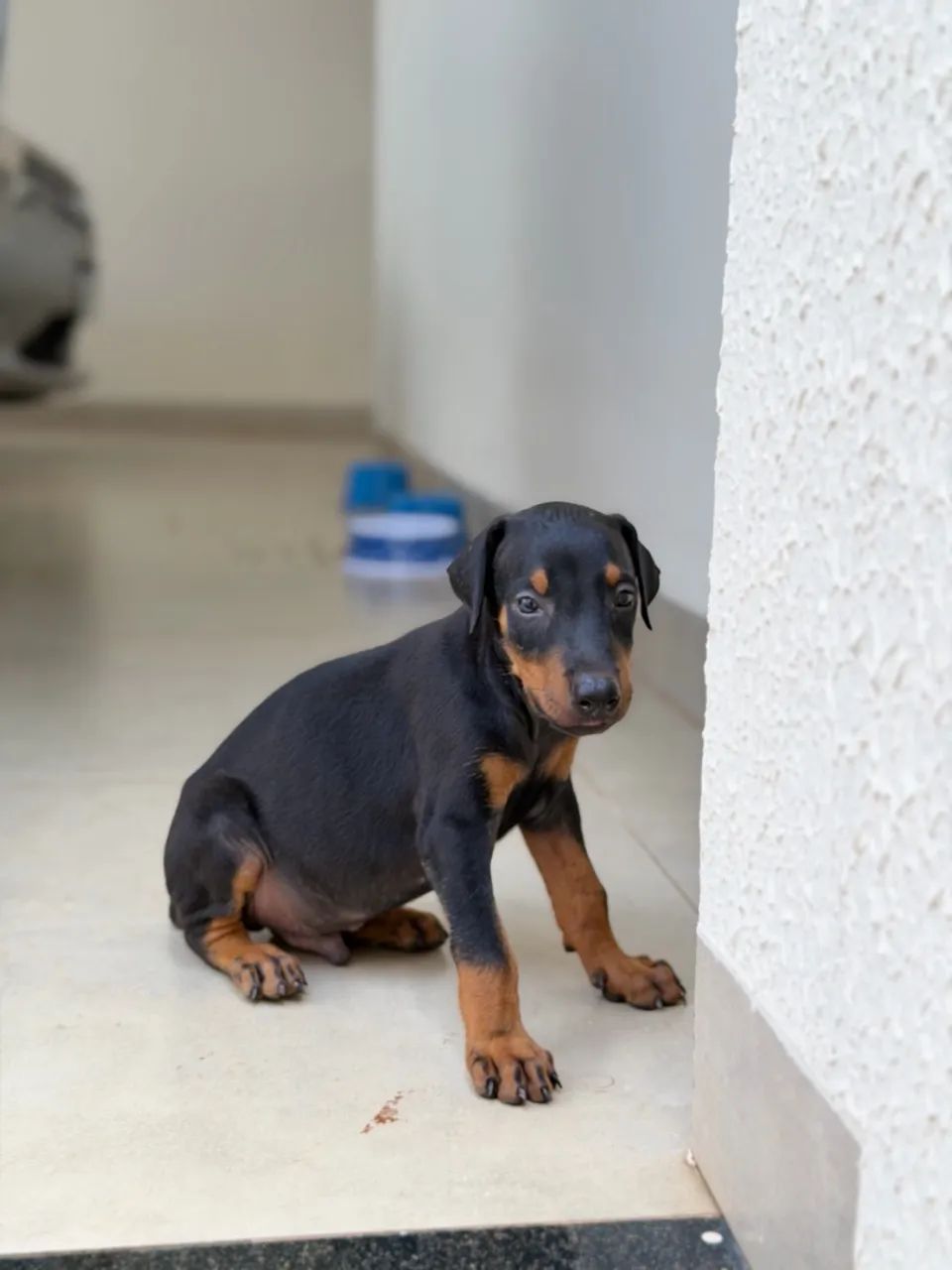 Filhote de Cachorro Dobermann  - Foto 3