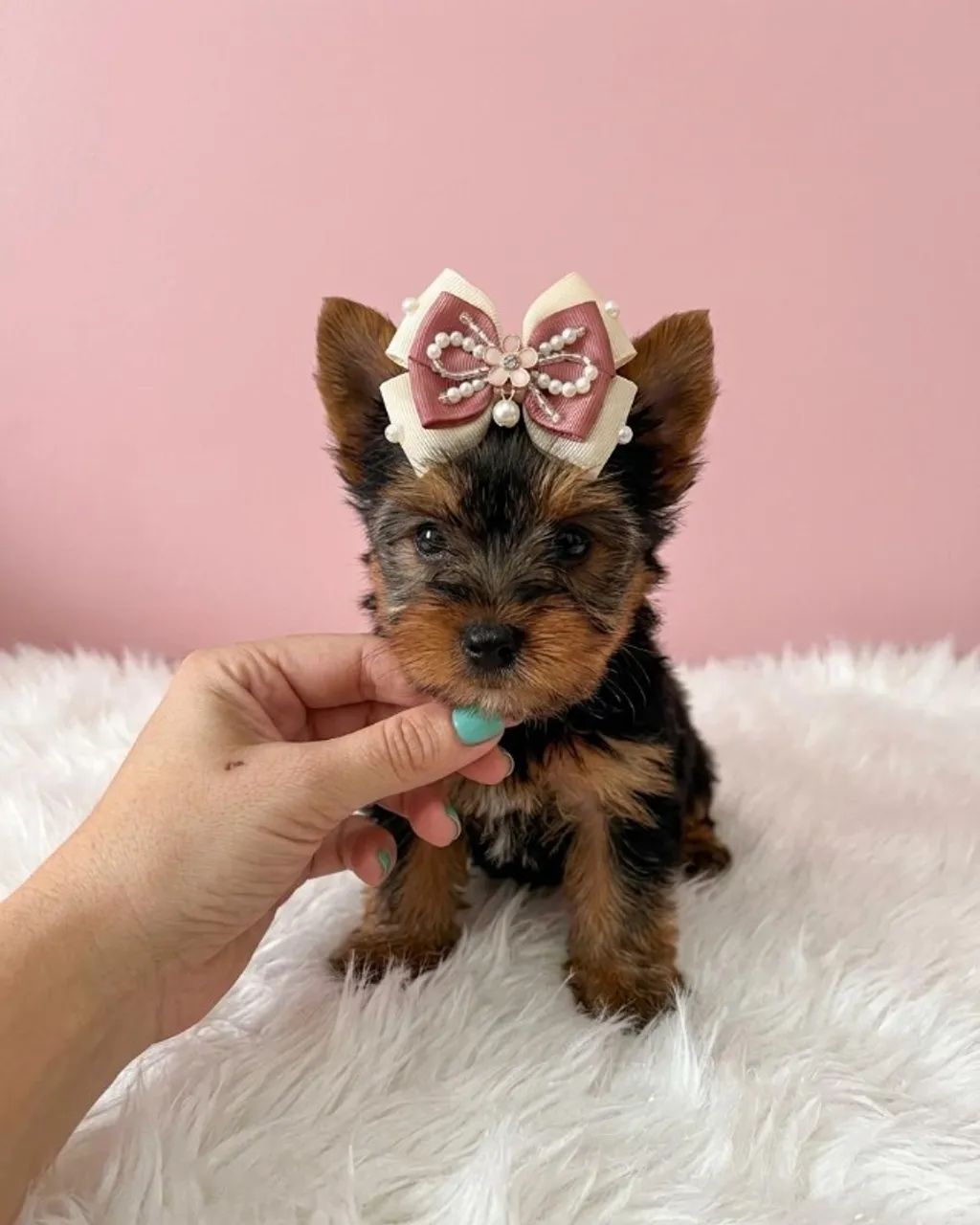 Princesinha Yorkshire Disponível